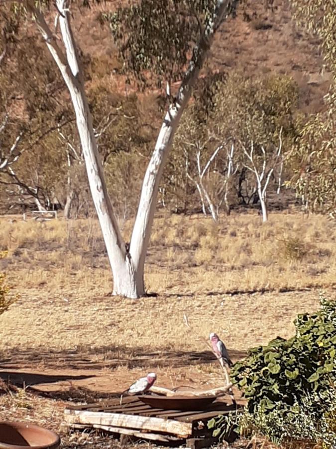 Squeakywindmill Boutique Tent B&B Alice Springs Eksteriør bilde